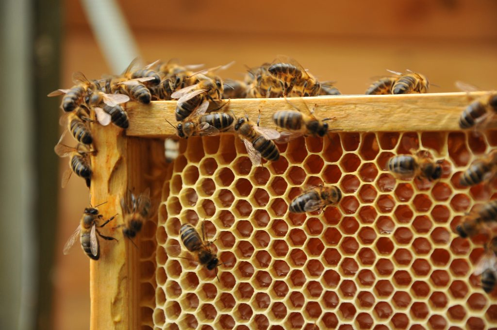zdjęcie: pszczoły zgromadzone na plastrze miodu