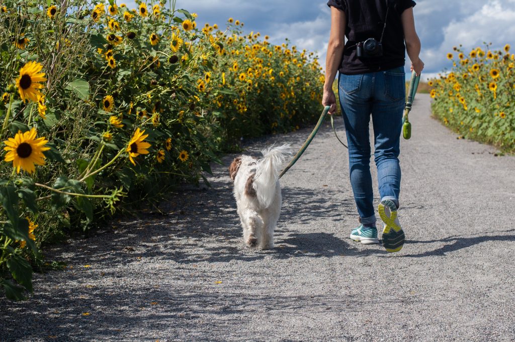 zdjęcie przedstawia osobę spacerującą z psem wśród pola ze słonecznikami