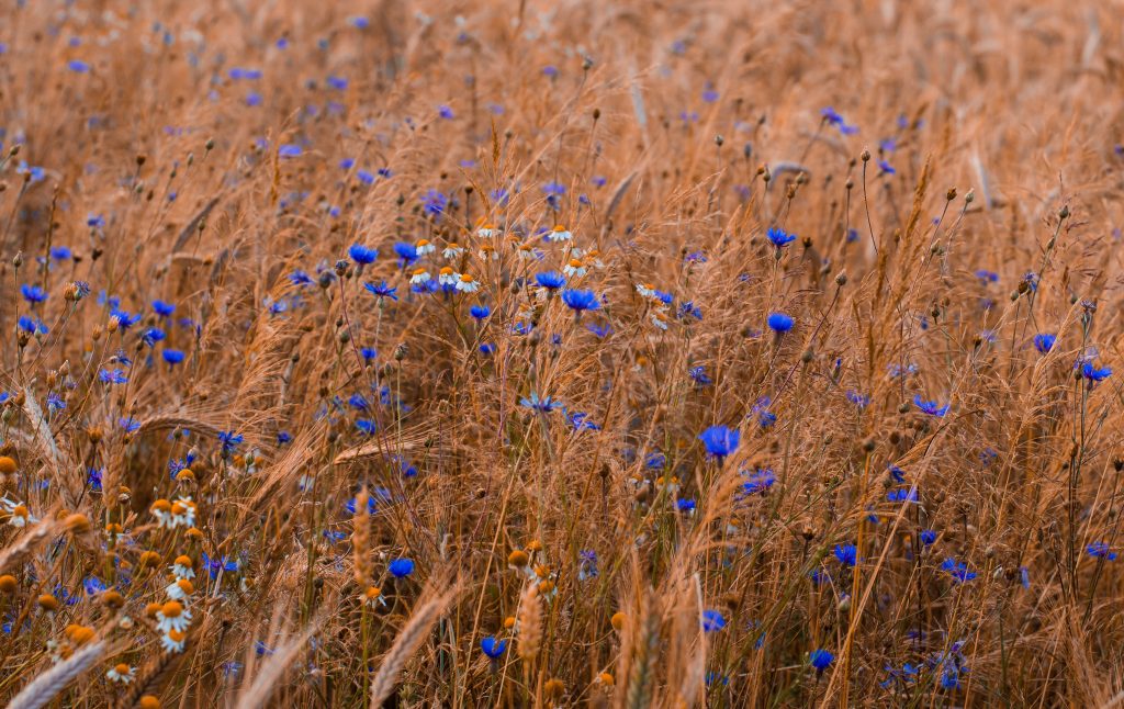 zdjęcie przedstawia polne rośliny wśród zbóż i rumianku znajdują się niebieskie chabry i kwiaty lnu, z którego powstaje siemię lniane