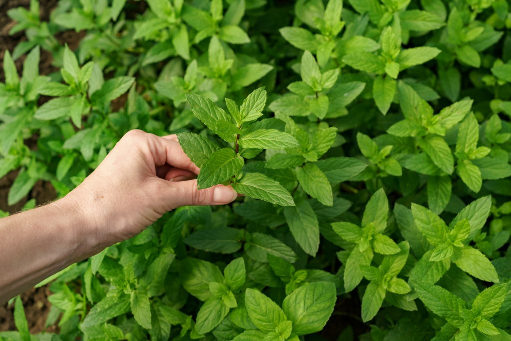 Woman hand close up touching fresh organic mint in the garden. Healthy food and life concept