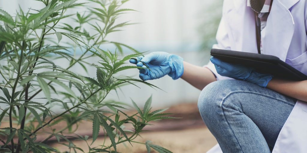 Portrait of scientist checking and analizing hemp plants, The doctor is researching marijuana. Concept of herbal alternative medicine, cbd hemp oil, pharmaceutical industry